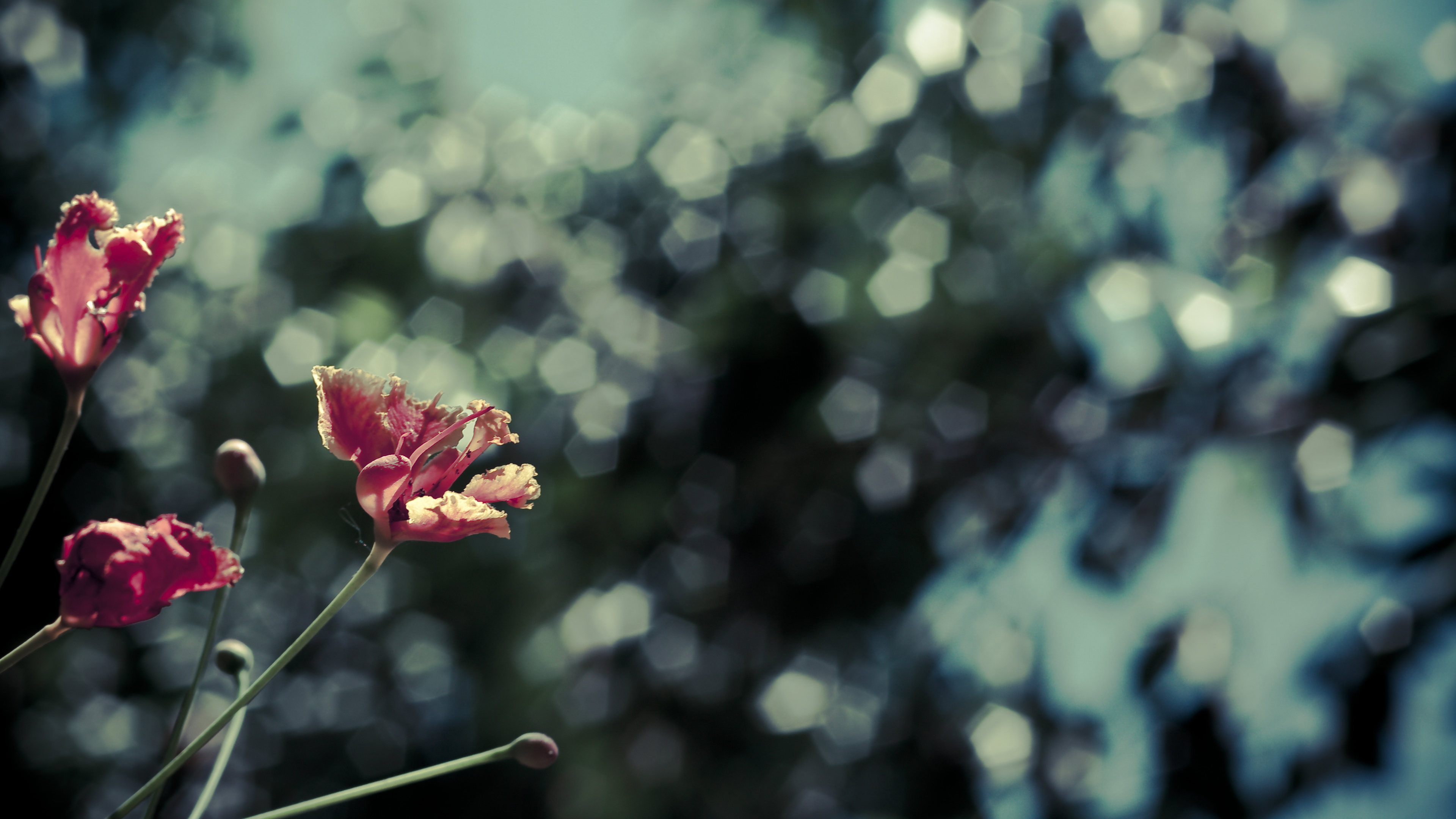 Обои цветок, розовый, красный цвет, зеленый, растение в разрешении 3840x2160