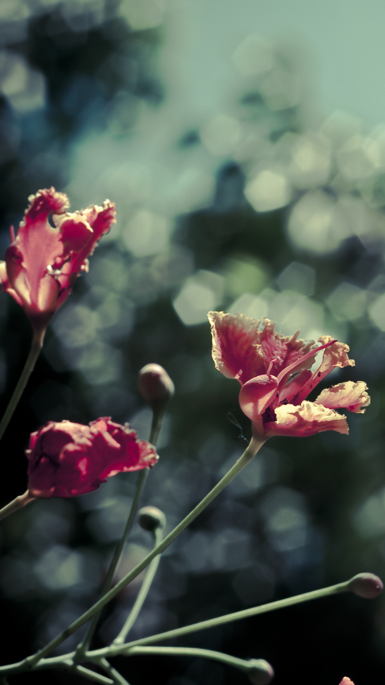 Обои цветок, розовый, красный цвет, зеленый, растение в разрешении 750x1334