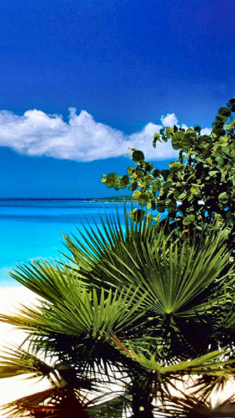 Обои Санкт-Barthlemy, отпуск, прибежище, растительность, природа в разрешении 750x1334