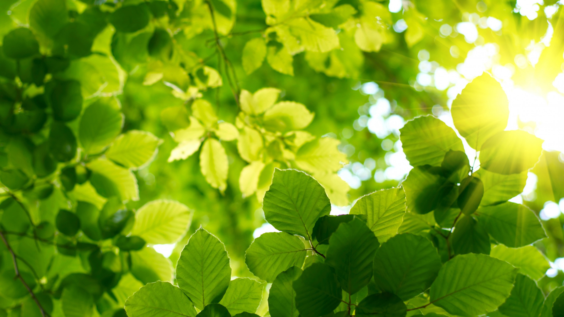 Обои лист, солнечный свет, зеленый, свет, растительность в разрешении 1920x1080