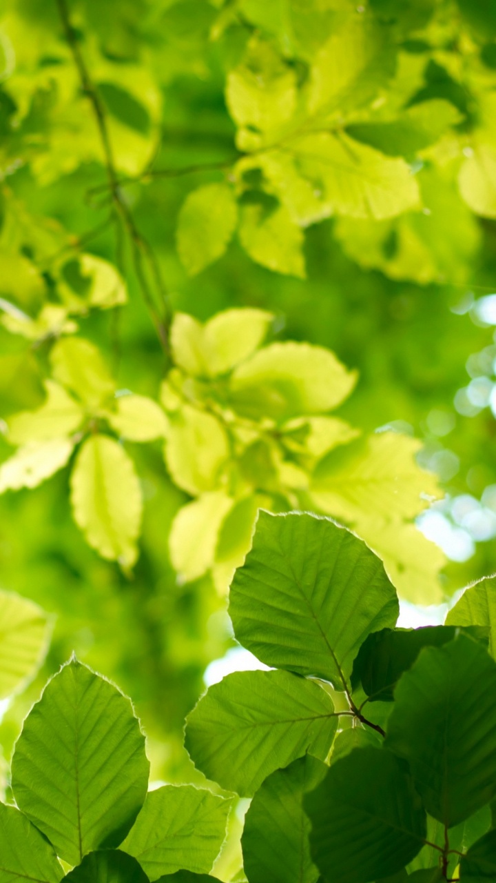 Обои лист, солнечный свет, зеленый, свет, растительность в разрешении 720x1280