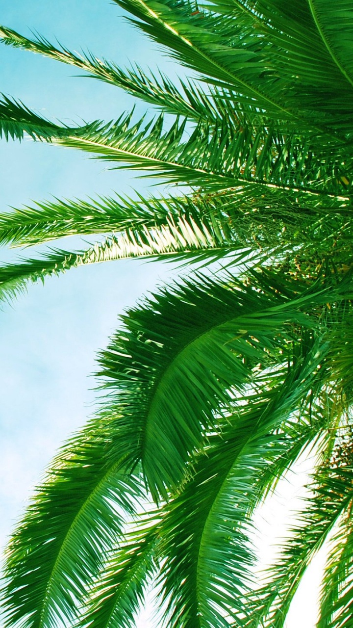 Обои лист, пальмовые рощи, дерево, растительность, зеленый в разрешении 720x1280
