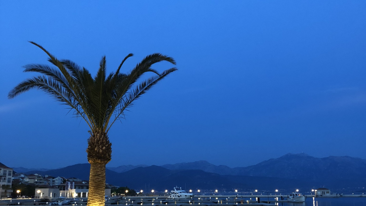 Обои пальмовые рощи, вода, туризм, горизонт, лазурный в разрешении 1280x720