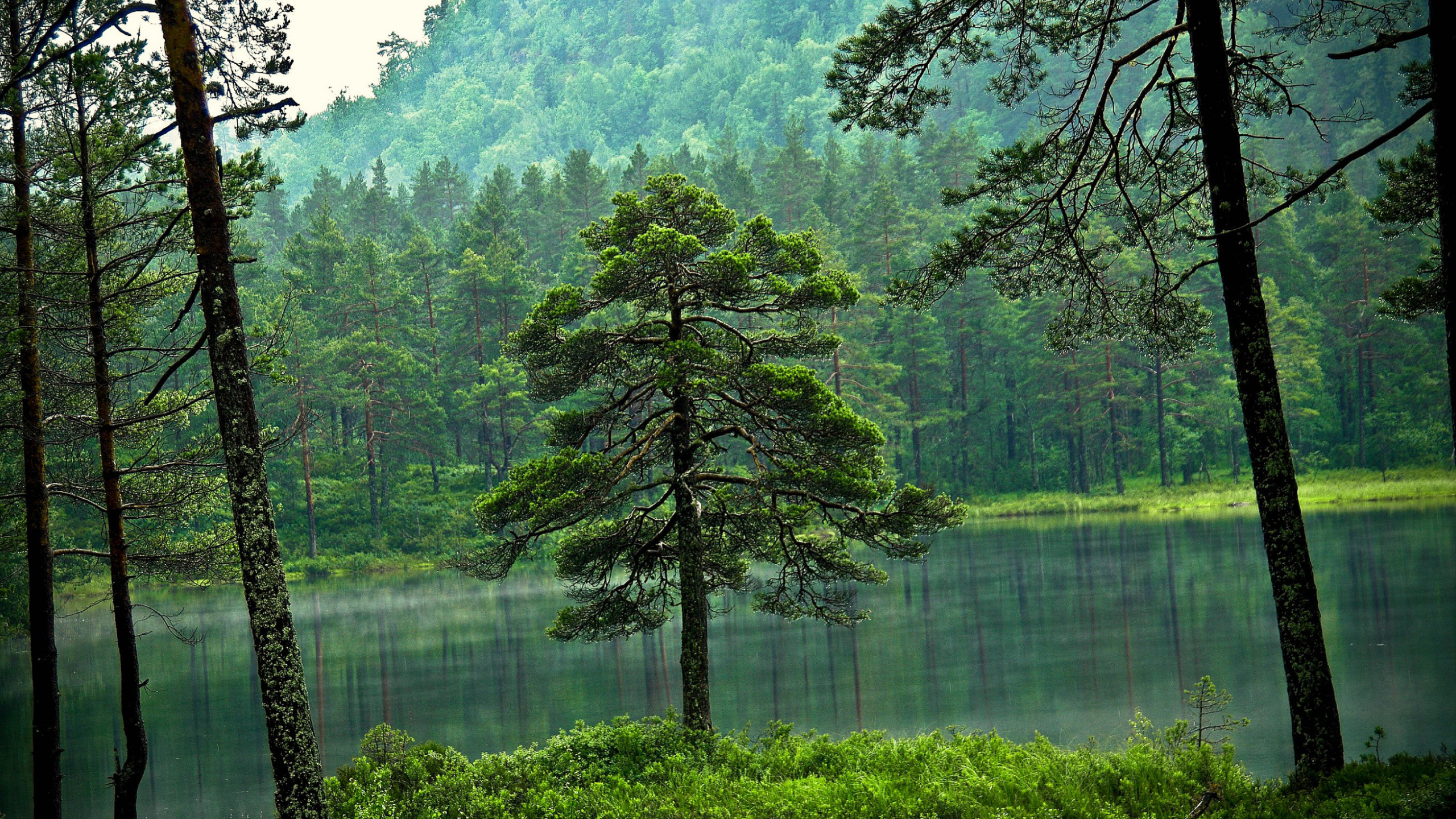 Обои лес, дерево, природа, зеленый, природный заповедник в разрешении 2560x1440