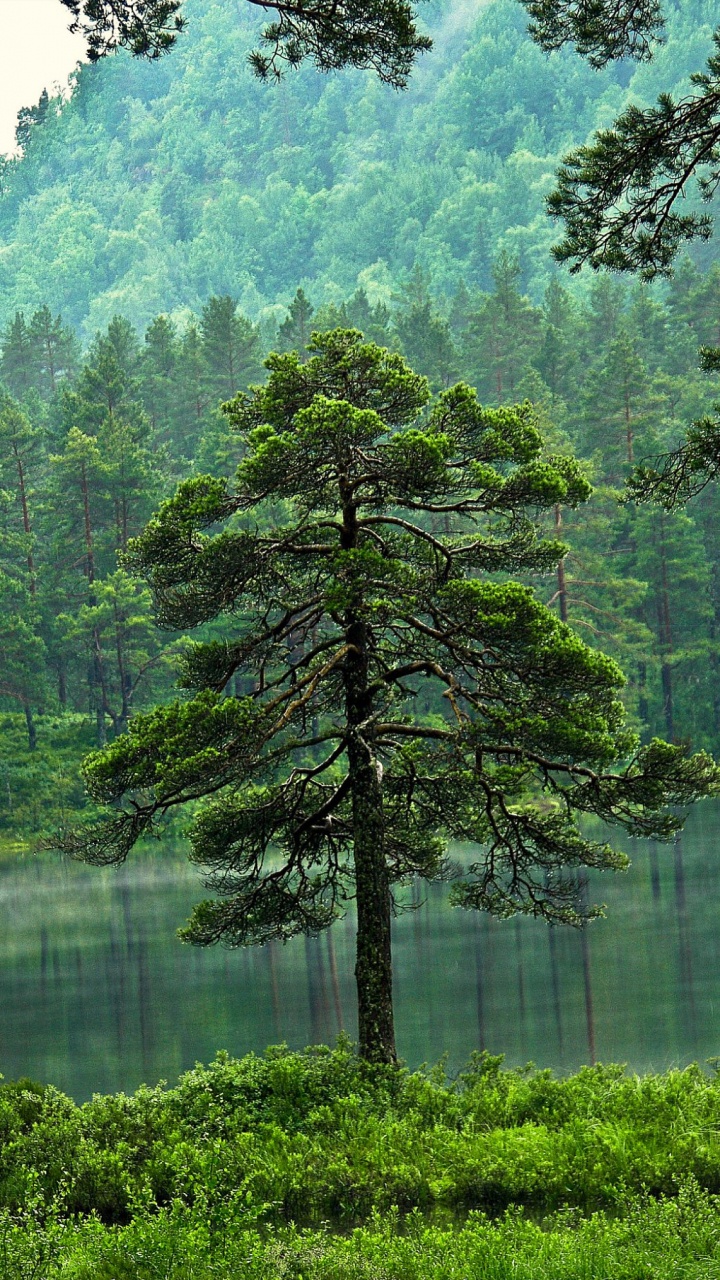 Обои лес, дерево, природа, зеленый, природный заповедник в разрешении 720x1280