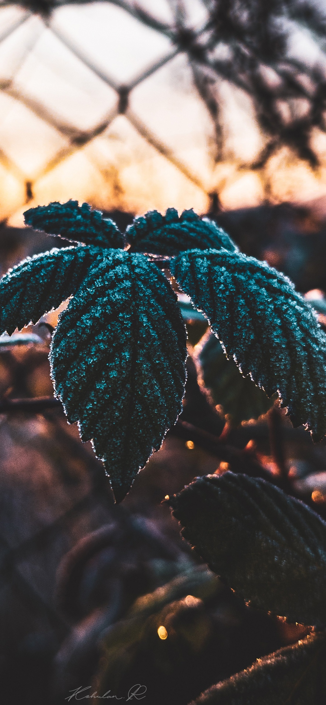 Обои лист, наука, растение, биология, ветвь в разрешении 1125x2436