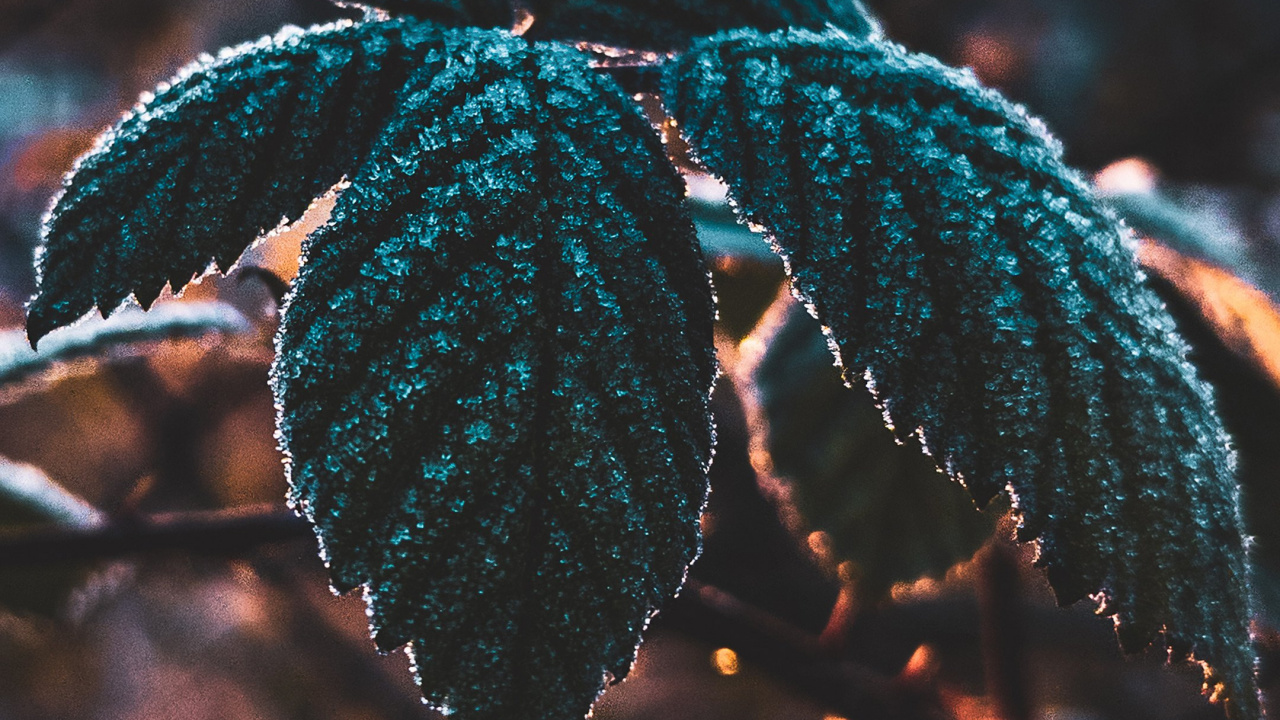 Обои лист, наука, растение, биология, ветвь в разрешении 1280x720