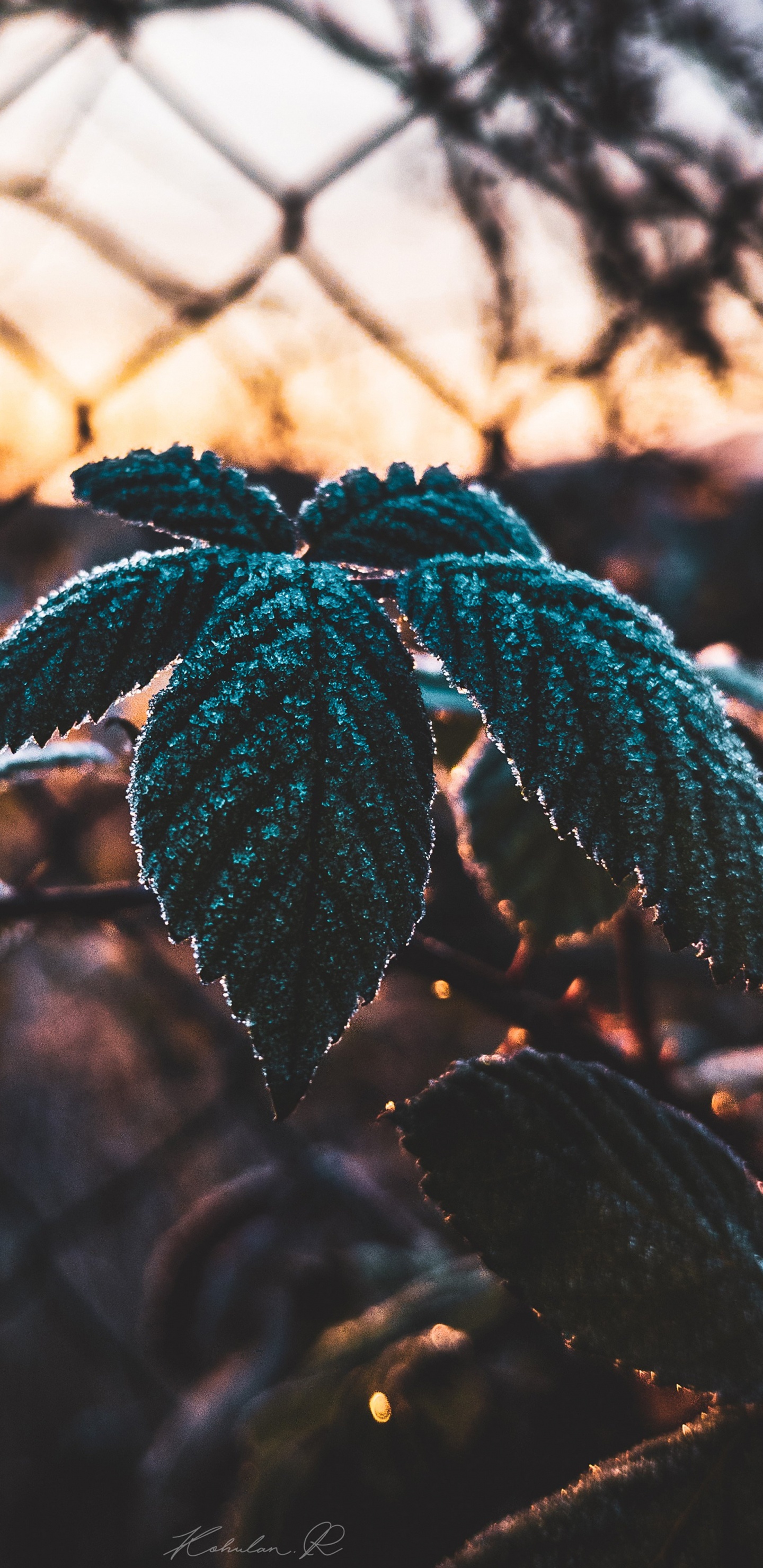 Обои лист, наука, растение, биология, ветвь в разрешении 1440x2960