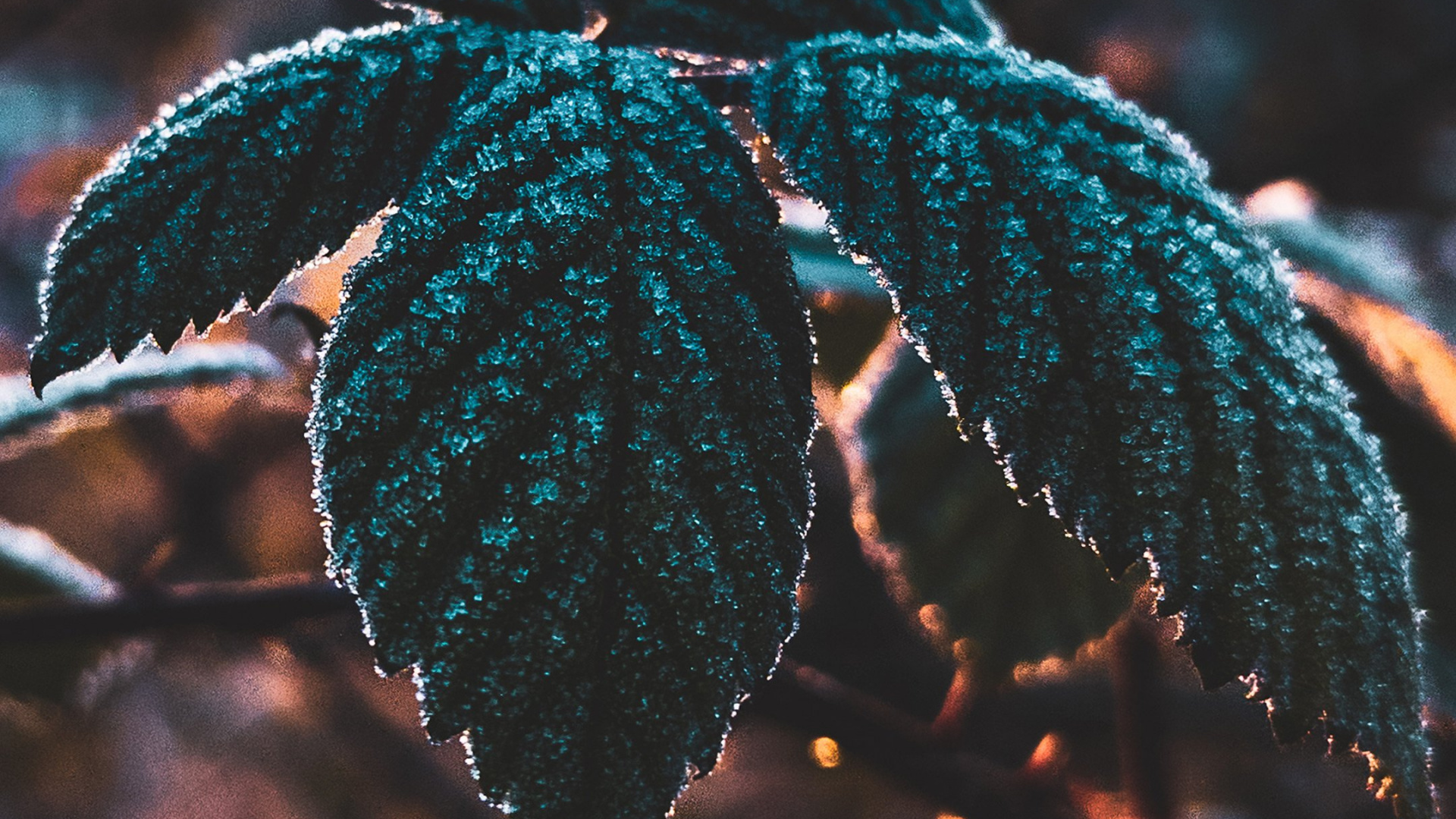 Обои лист, наука, растение, биология, ветвь в разрешении 1920x1080