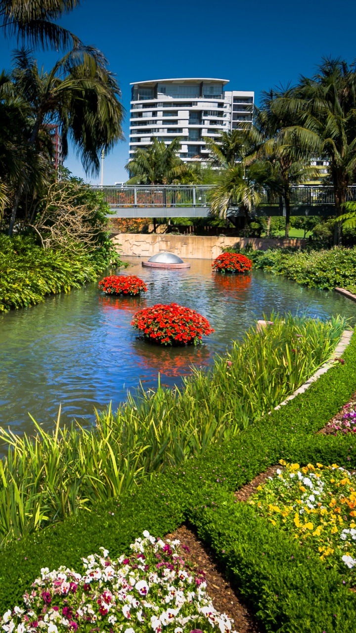 Обои анютины глазки, природа, сад, Ботанический сад, растительность в разрешении 720x1280