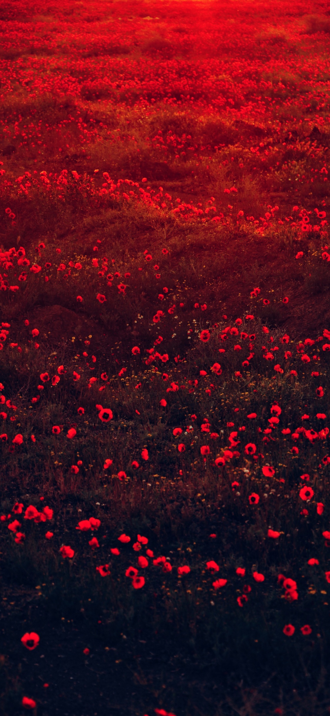 Обои красный эстетический характер, цветок, цветной, растение, лепесток в разрешении 1125x2436