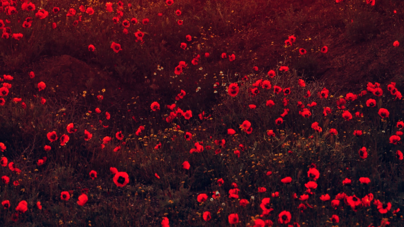 Обои красный эстетический характер, цветок, цветной, растение, лепесток в разрешении 1366x768