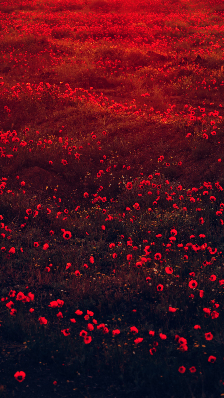 Обои красный эстетический характер, цветок, цветной, растение, лепесток в разрешении 750x1334