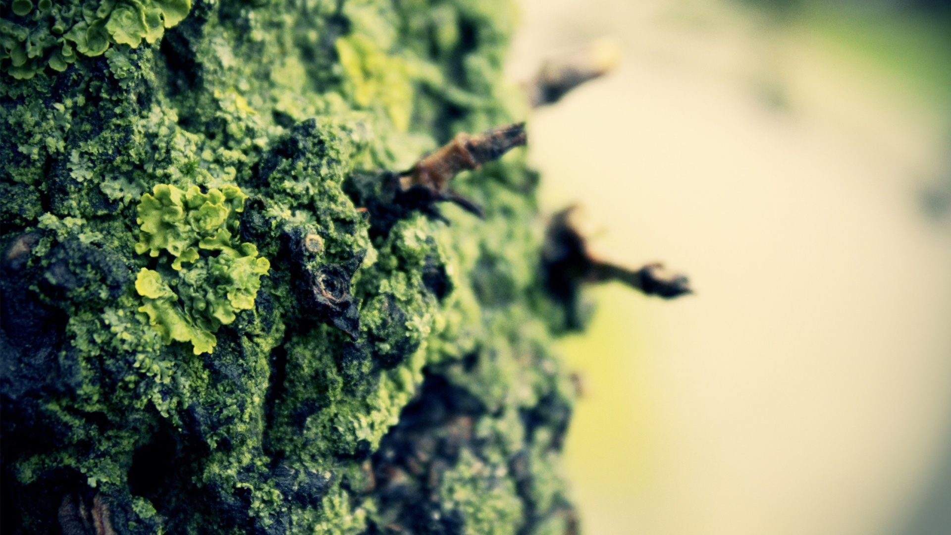 Обои лишайник, дерево, ветвь, растительность в разрешении 1920x1080