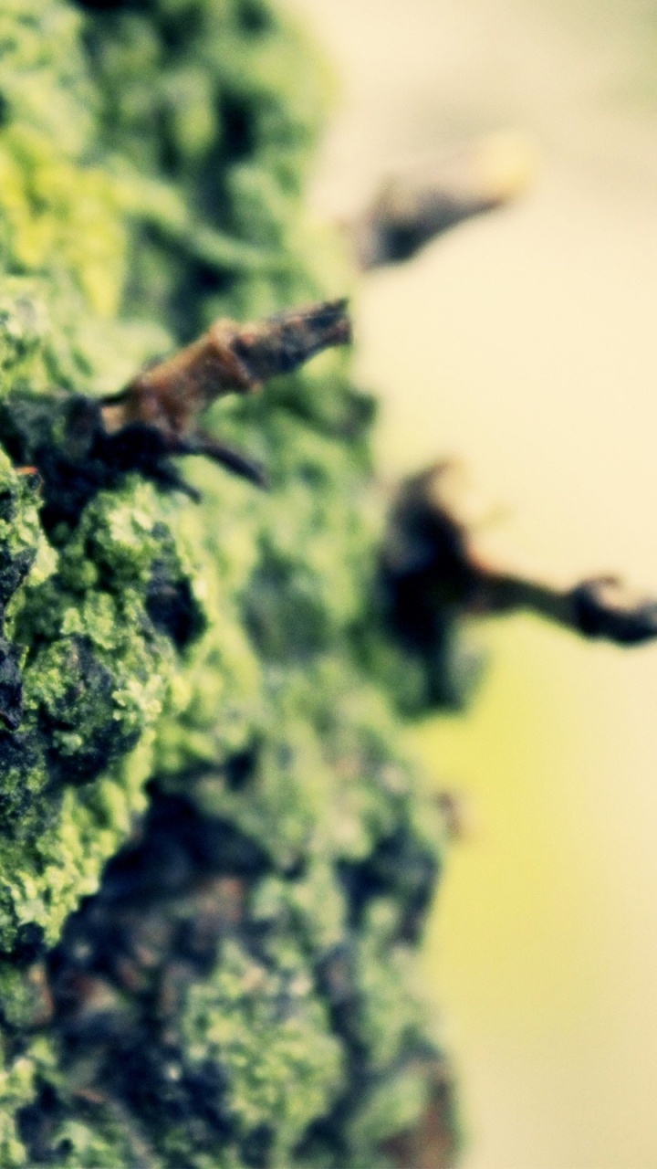 Обои лишайник, дерево, ветвь, растительность в разрешении 720x1280