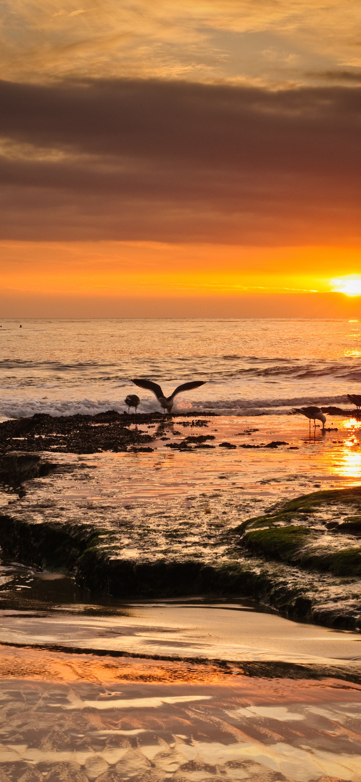 Обои берег, небо, побережье, волна, природа в разрешении 1242x2688