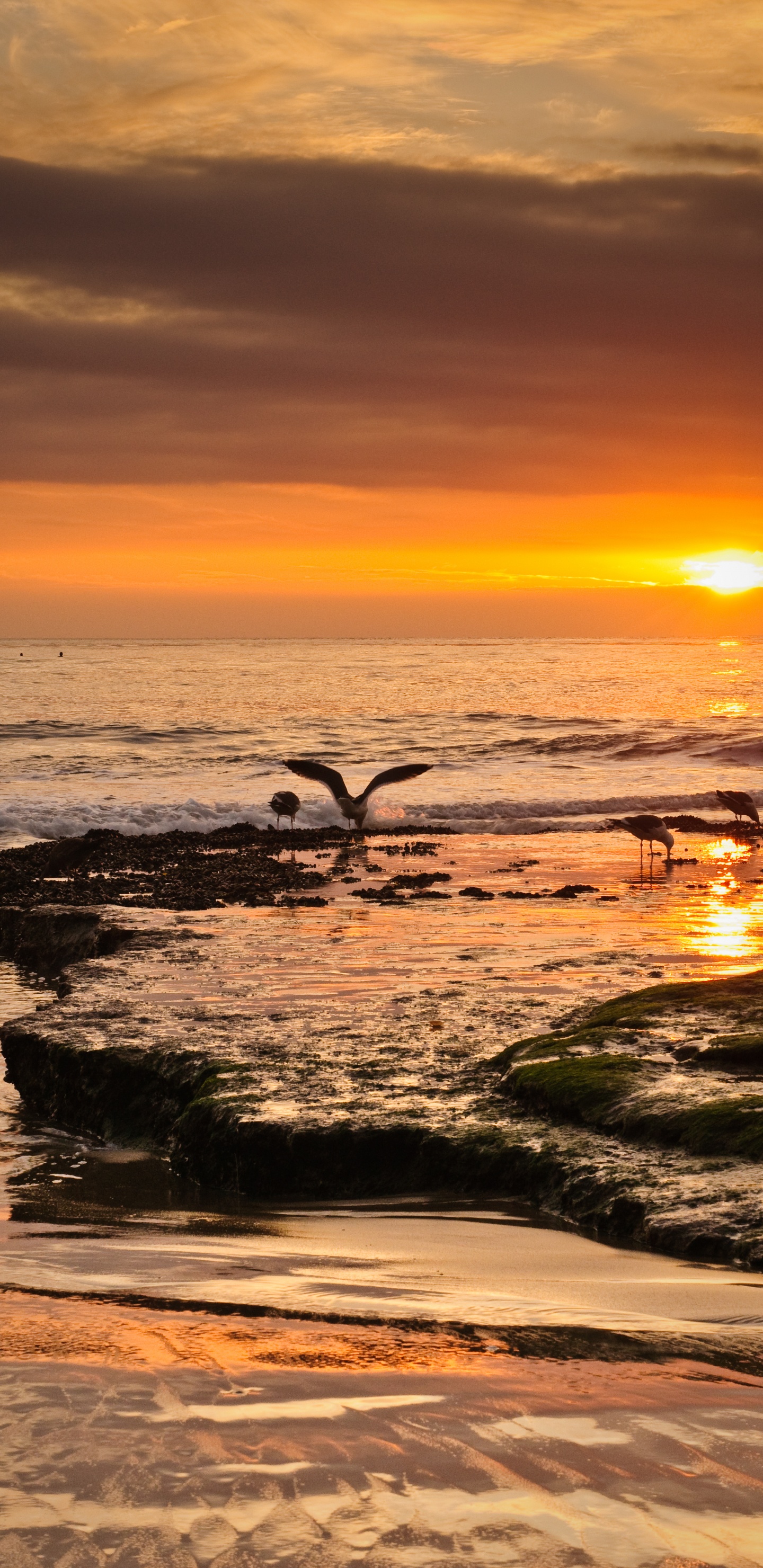 Обои берег, небо, побережье, волна, природа в разрешении 1440x2960