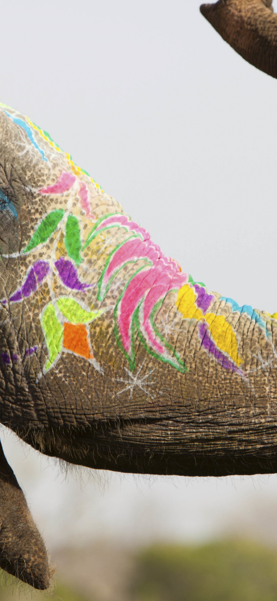 Обои фестиваль слонов, Слон, индийский слон, Всемирный День Слонов, растение в разрешении 1125x2436