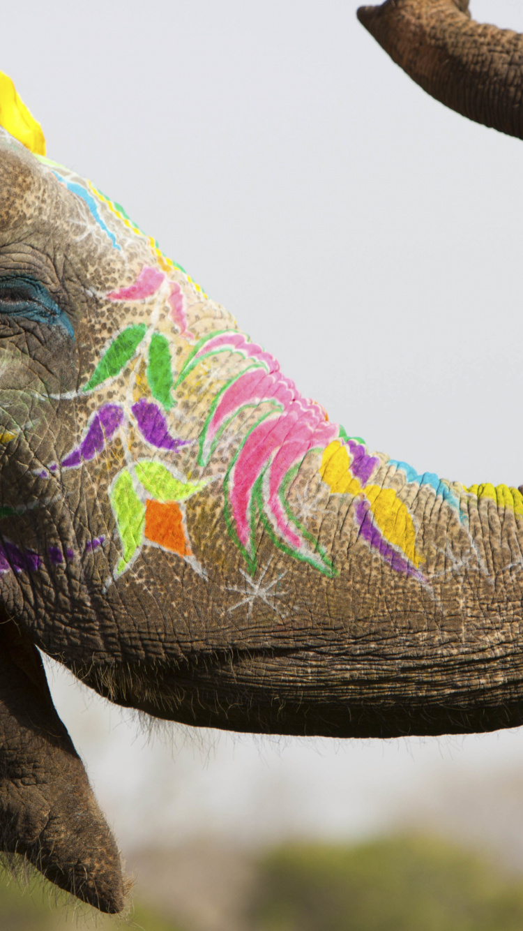 Обои фестиваль слонов, Слон, индийский слон, Всемирный День Слонов, растение в разрешении 750x1334