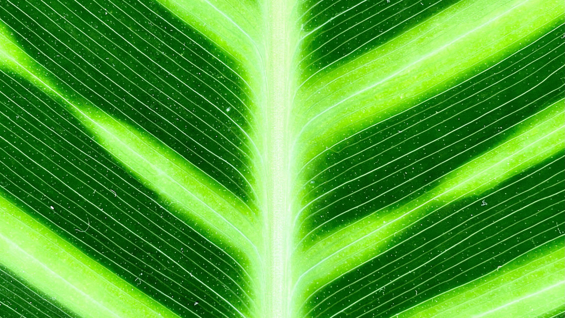 Обои стебель растения, банановые листья, растение, зеленый, дерево в разрешении 1920x1080