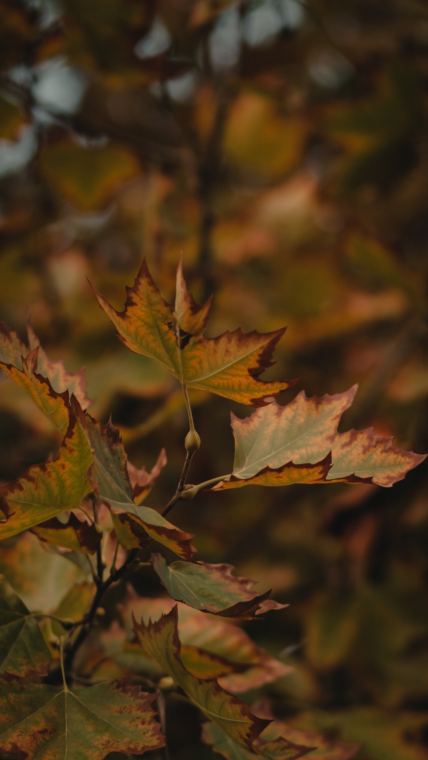 Обои кленовый лист, лист, дерево, растение, осень в разрешении 1440x2560