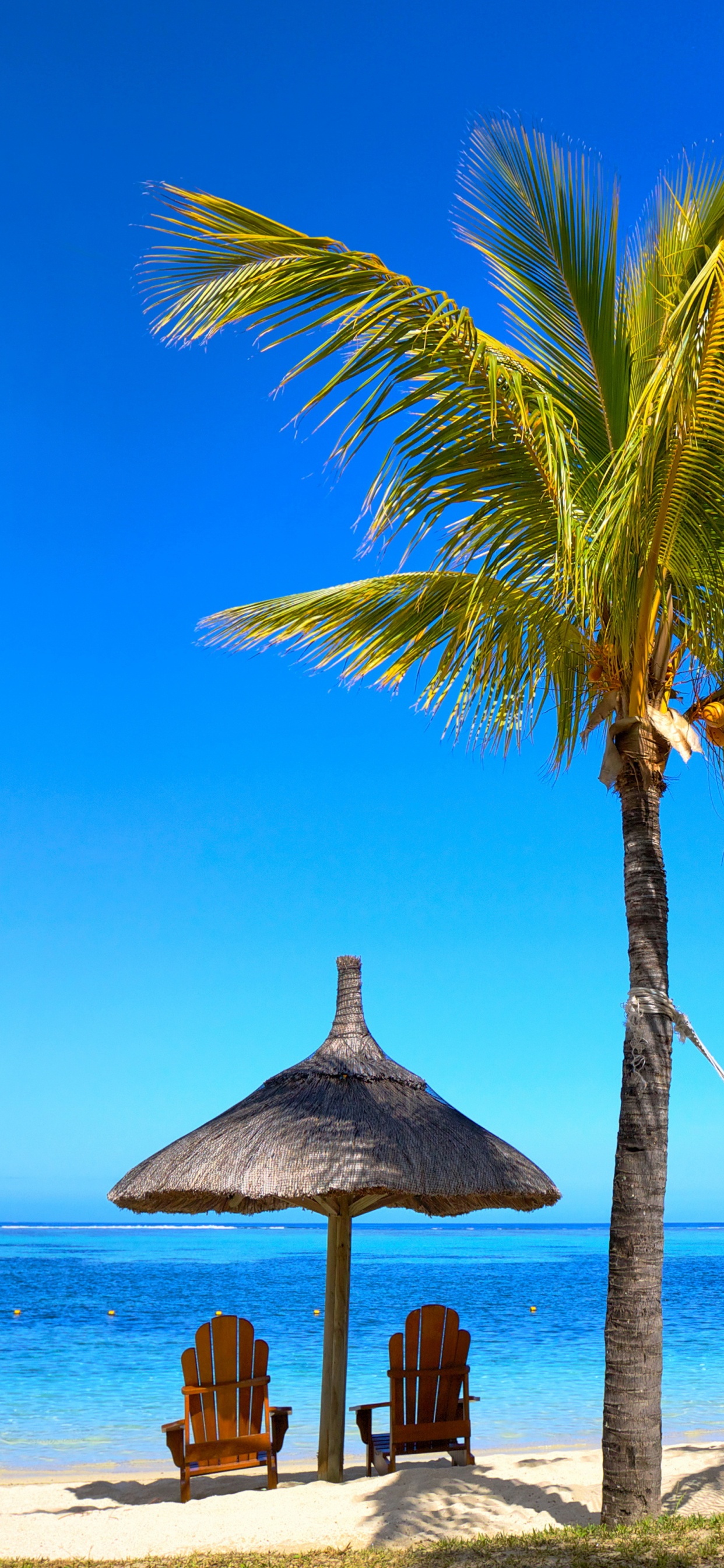 Обои отпуск, Пальма, тропическая зона, море, Карибский бассейн в разрешении 1242x2688