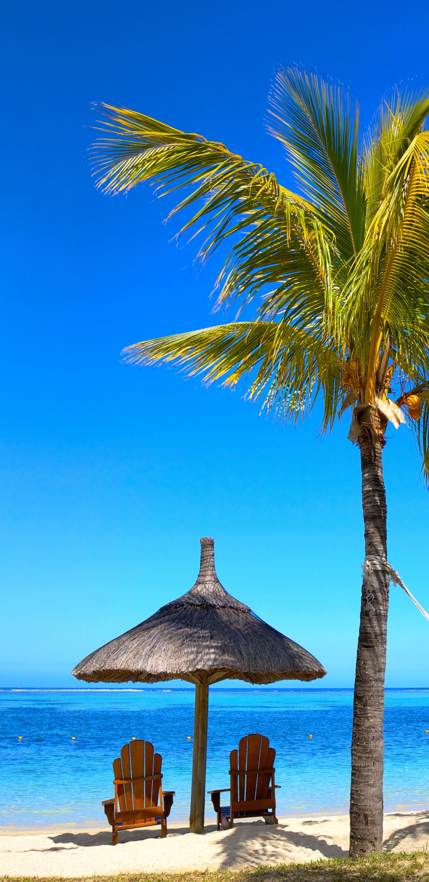 Обои отпуск, Пальма, тропическая зона, море, Карибский бассейн в разрешении 1440x2960