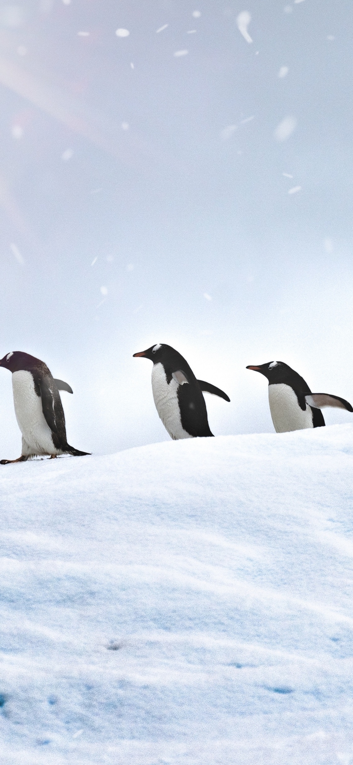 Обои субантарктический пингвин, императорский пингвин, нелетающая птица, птица, Арктика в разрешении 1125x2436