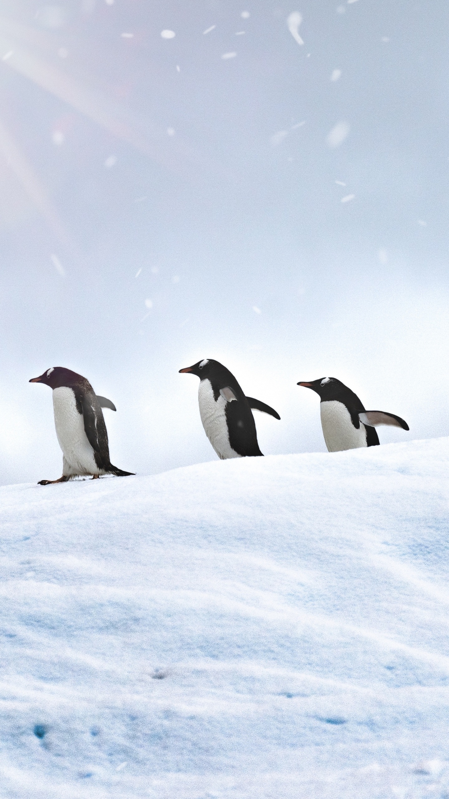 Обои субантарктический пингвин, императорский пингвин, нелетающая птица, птица, Арктика в разрешении 1440x2560