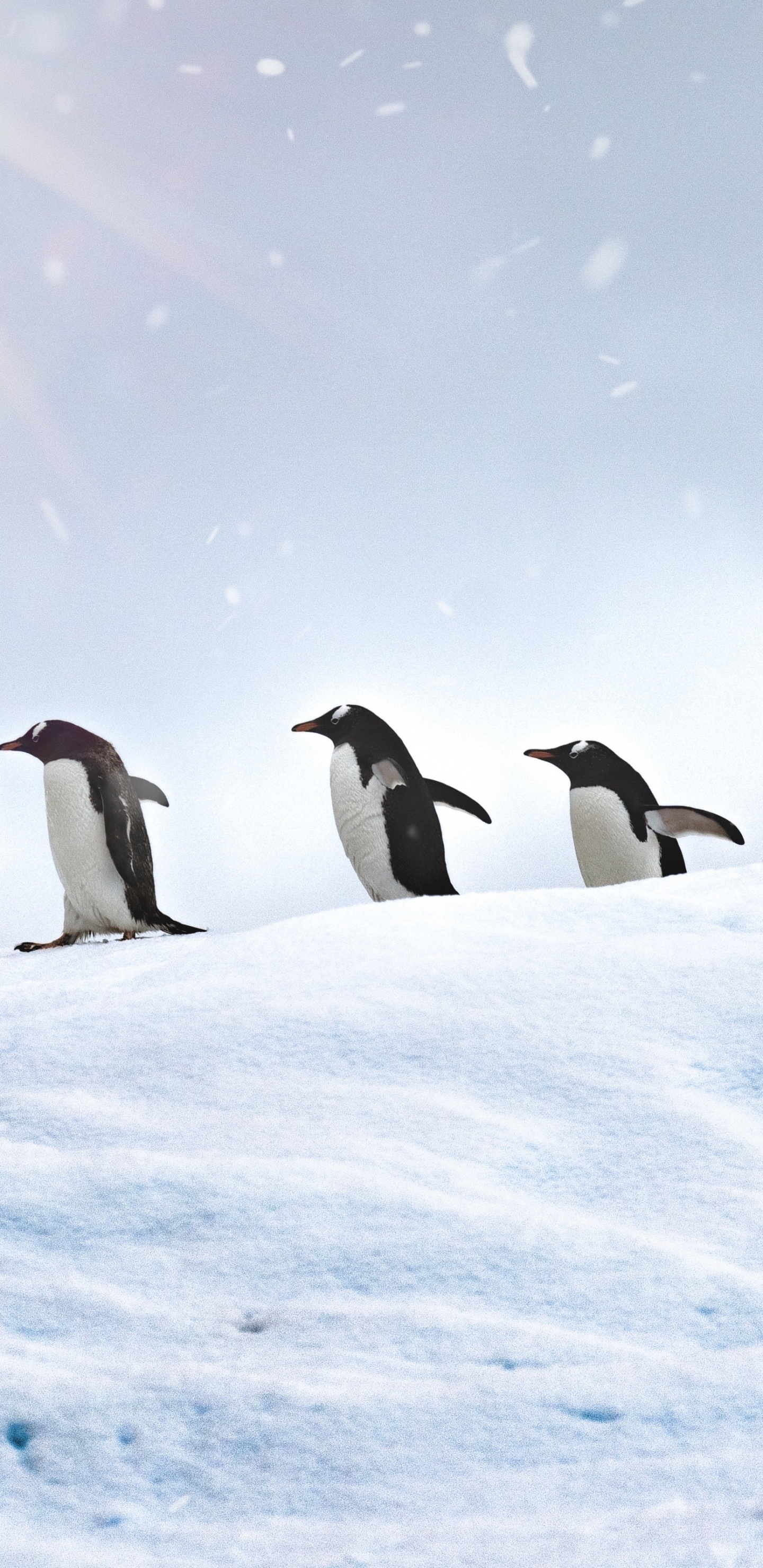 Обои субантарктический пингвин, императорский пингвин, нелетающая птица, птица, Арктика в разрешении 1440x2960
