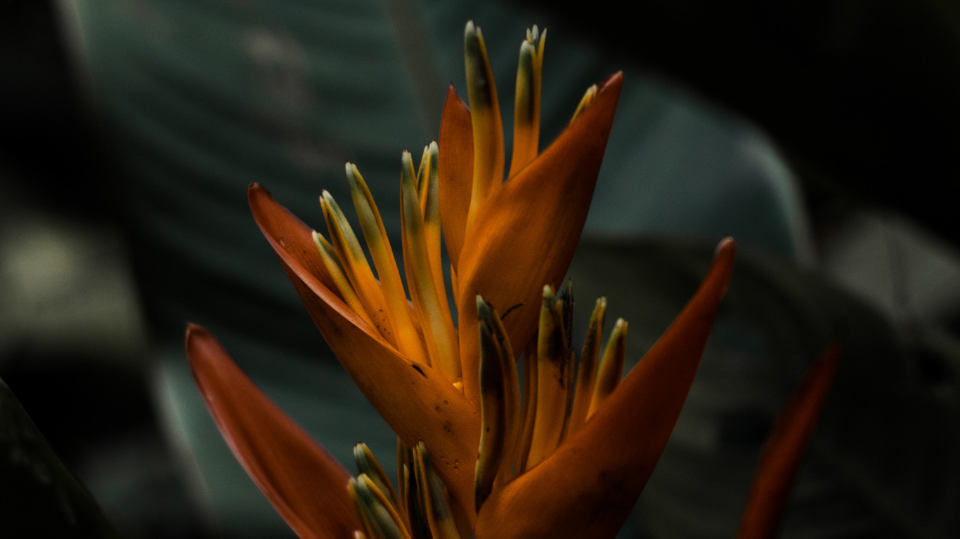 Обои цветок, лепесток, растение, ботаники, страстоцвет в разрешении 1366x768
