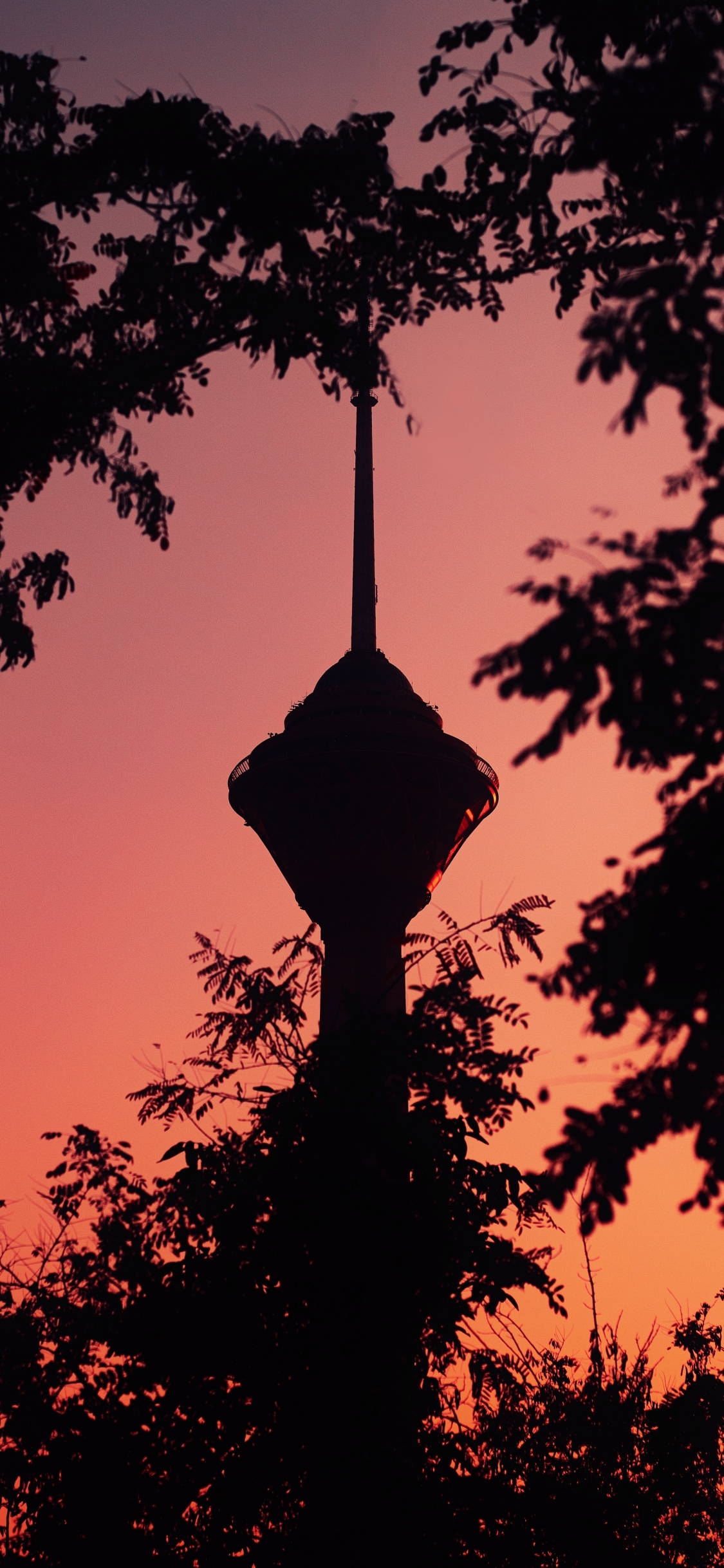 Обои дерево, силуэт, закат, ветвь, древесные растения в разрешении 1125x2436