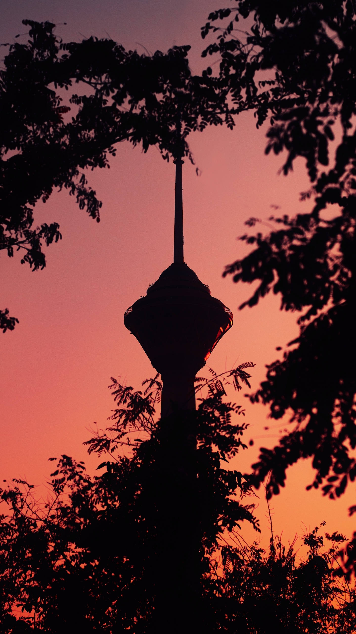 Обои дерево, силуэт, закат, ветвь, древесные растения в разрешении 1440x2560