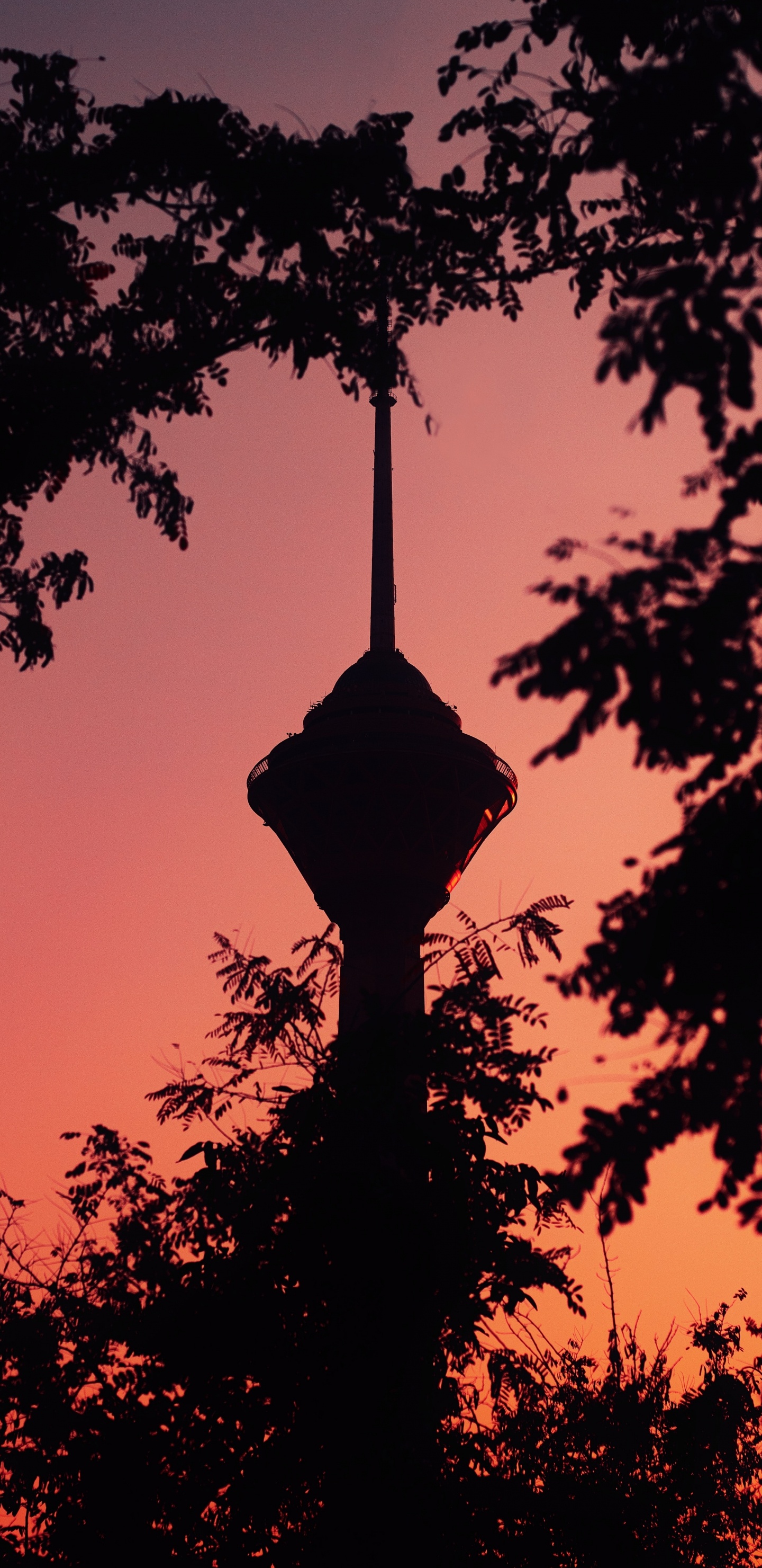 Обои дерево, силуэт, закат, ветвь, древесные растения в разрешении 1440x2960