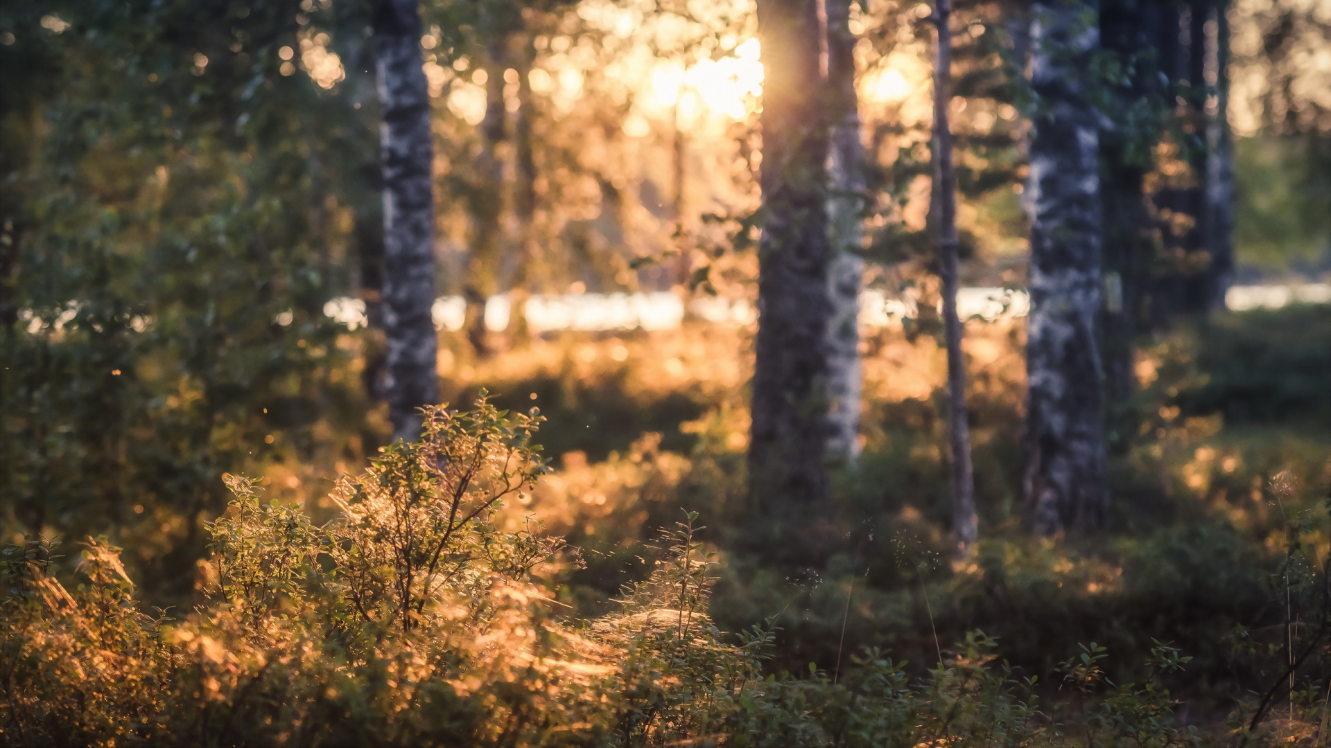Обои лесистая местность, роща, дерево, лес, древесные растения в разрешении 1920x1080