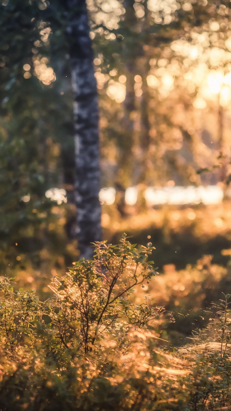 Обои лесистая местность, роща, дерево, лес, древесные растения в разрешении 750x1334