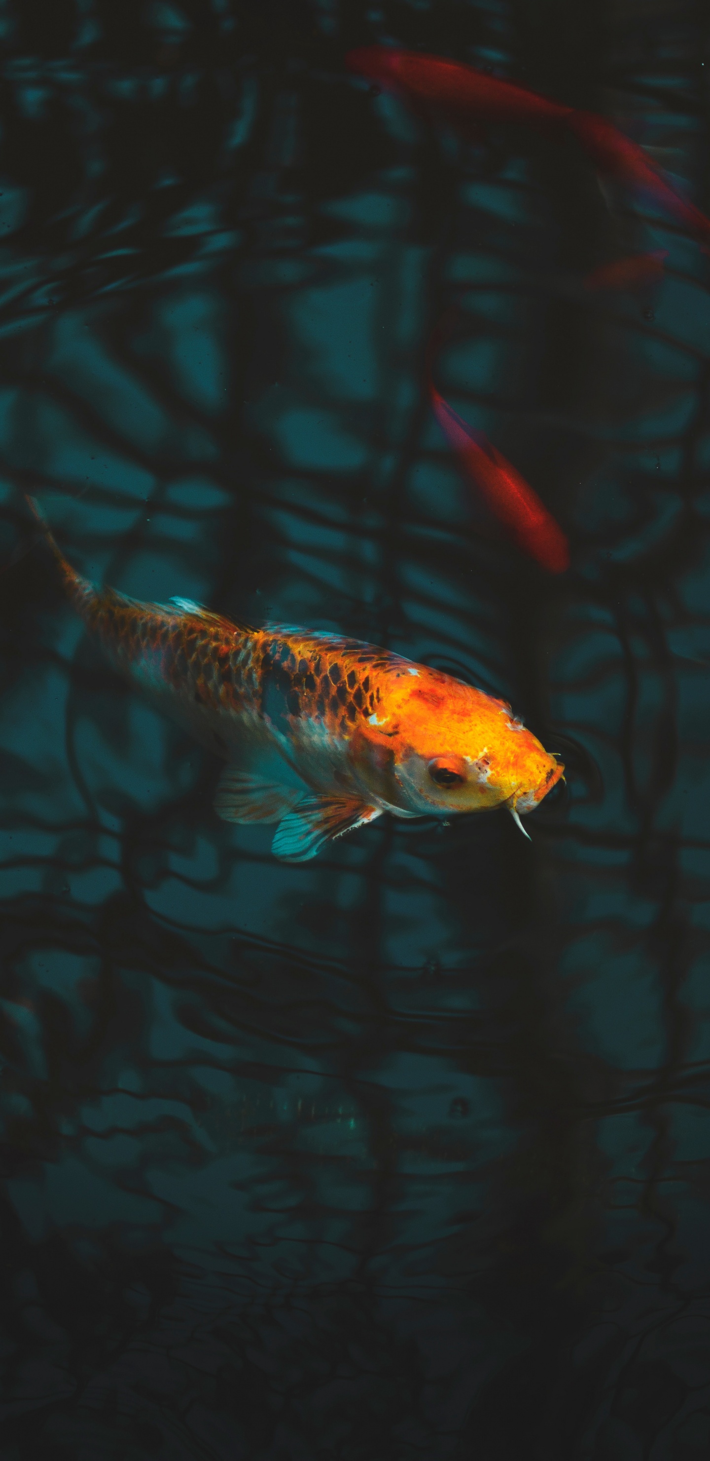 Обои кои, рыба, Аквариум, Карп, фидер рыб в разрешении 1440x2960