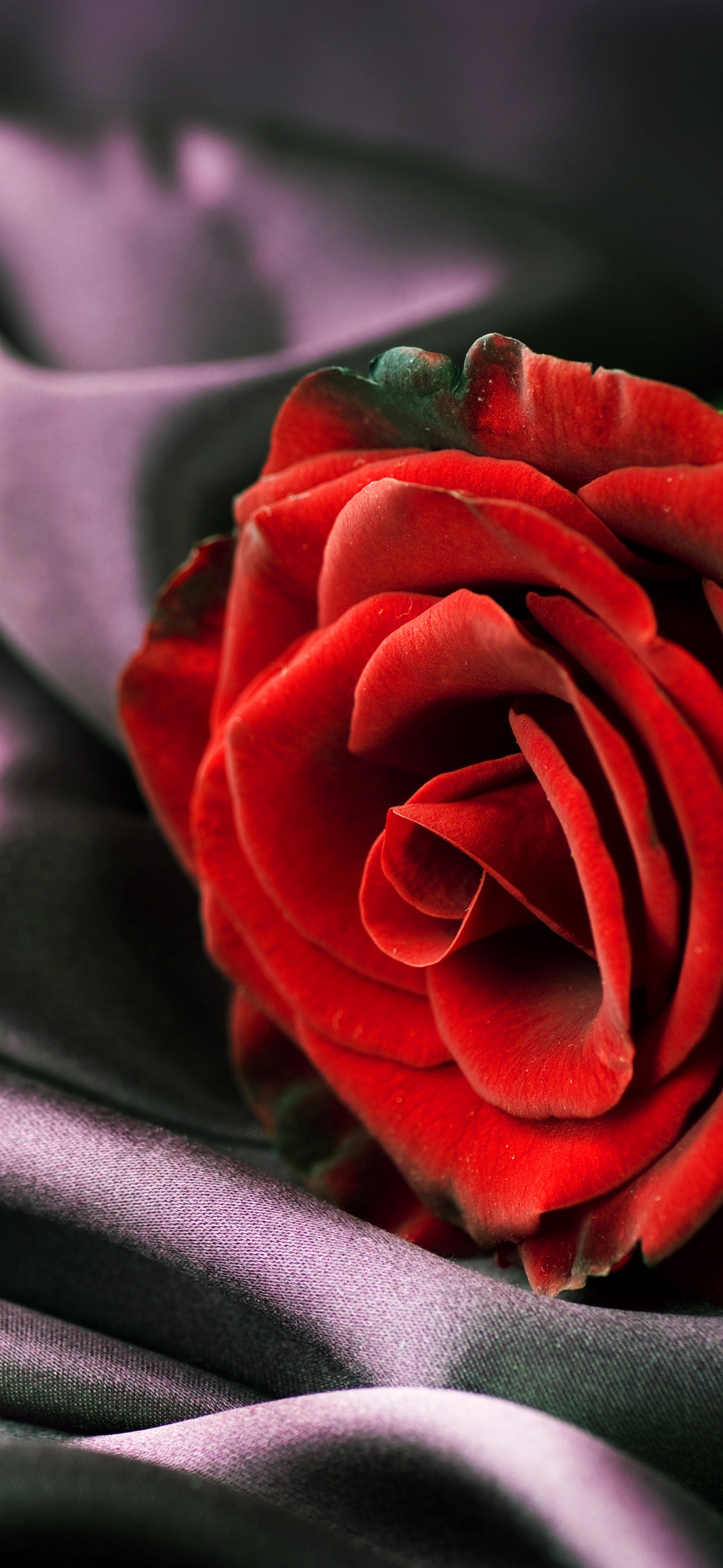 Обои лепесток, Роза, красный цвет, сад роз, цветок в разрешении 1125x2436