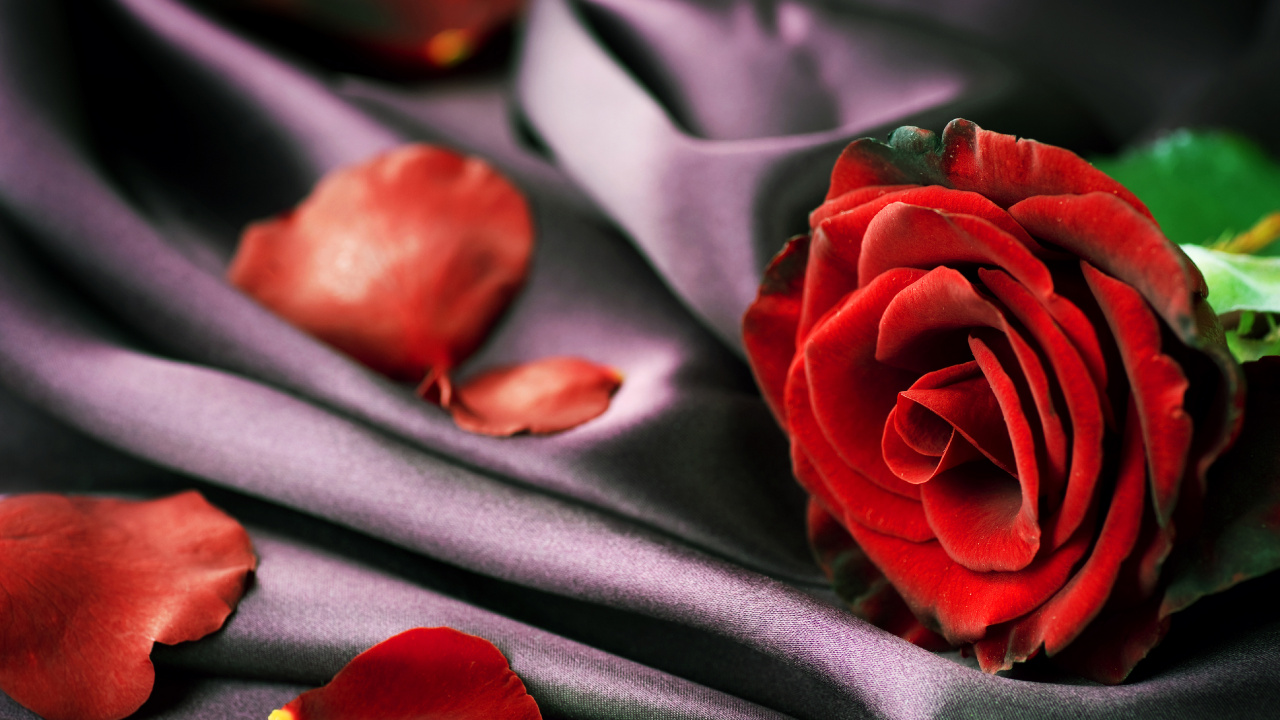 Обои лепесток, Роза, красный цвет, сад роз, цветок в разрешении 1280x720