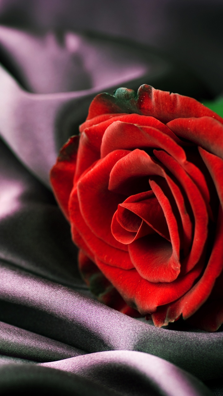 Обои лепесток, Роза, красный цвет, сад роз, цветок в разрешении 720x1280