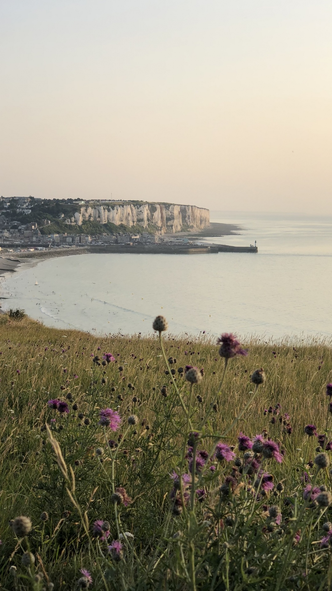 Обои побережье, водоем, окружающая среда, берег, цветок в разрешении 1080x1920