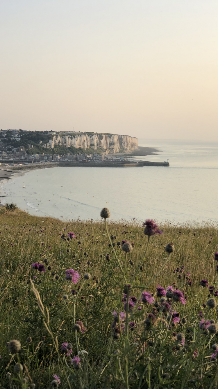 Обои побережье, водоем, окружающая среда, берег, цветок в разрешении 750x1334