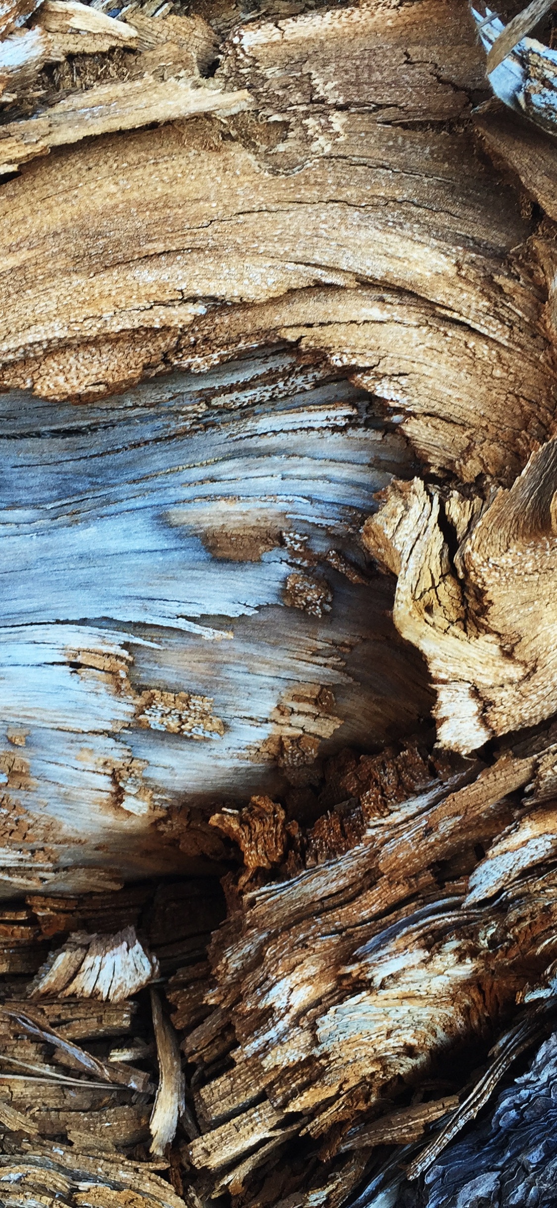 Обои абстрактные текстуры пород, текстура, Кора, абстрактное искусство, древесина в разрешении 1125x2436