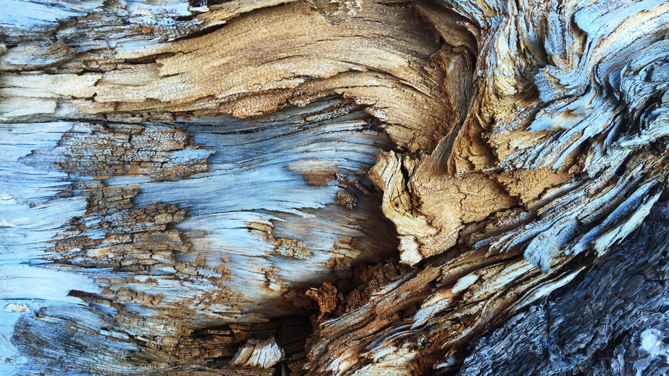 Обои абстрактные текстуры пород, текстура, Кора, абстрактное искусство, древесина в разрешении 1366x768