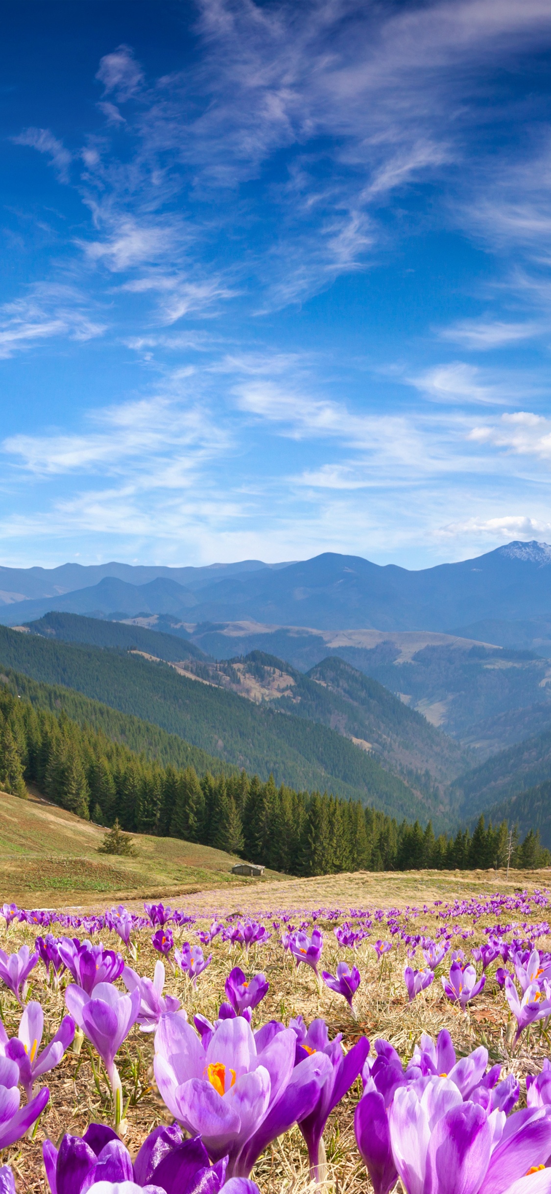 Обои цветок, облако, гора, растение, экорегион в разрешении 1125x2436