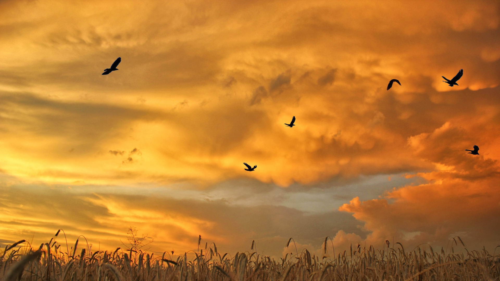 Обои закат, вечер, утро, облако, семейство травы в разрешении 1920x1080