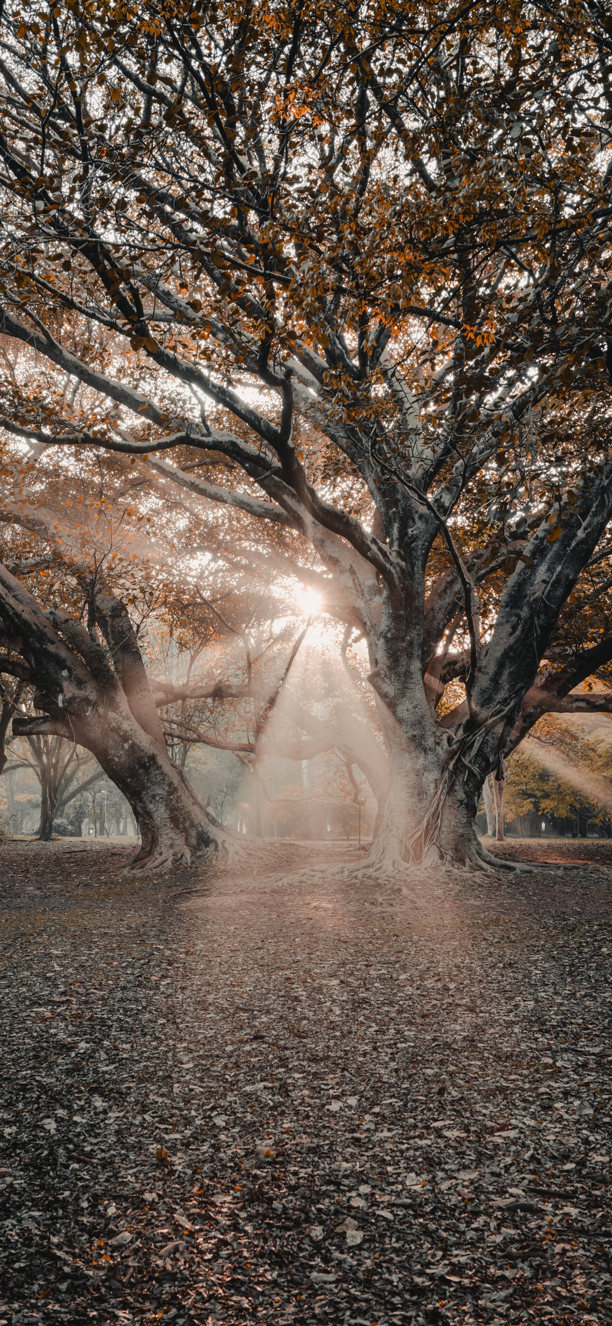 Обои ветвь, древесные растения, зима, сотрудничество, Природа М в разрешении 1242x2688