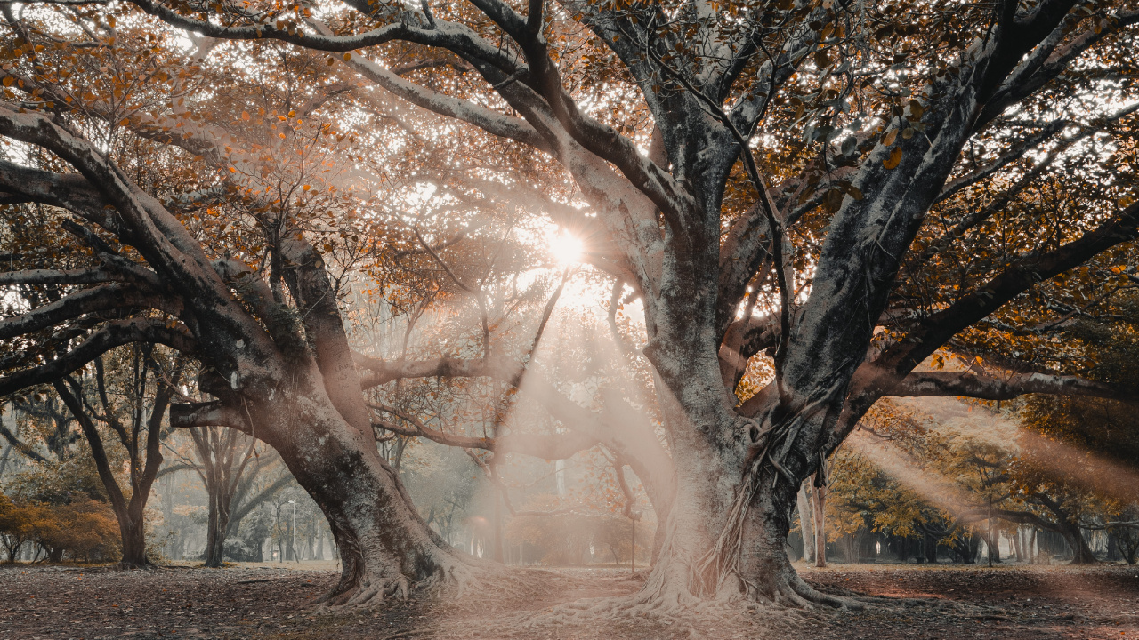 Обои ветвь, древесные растения, зима, сотрудничество, Природа М в разрешении 1280x720