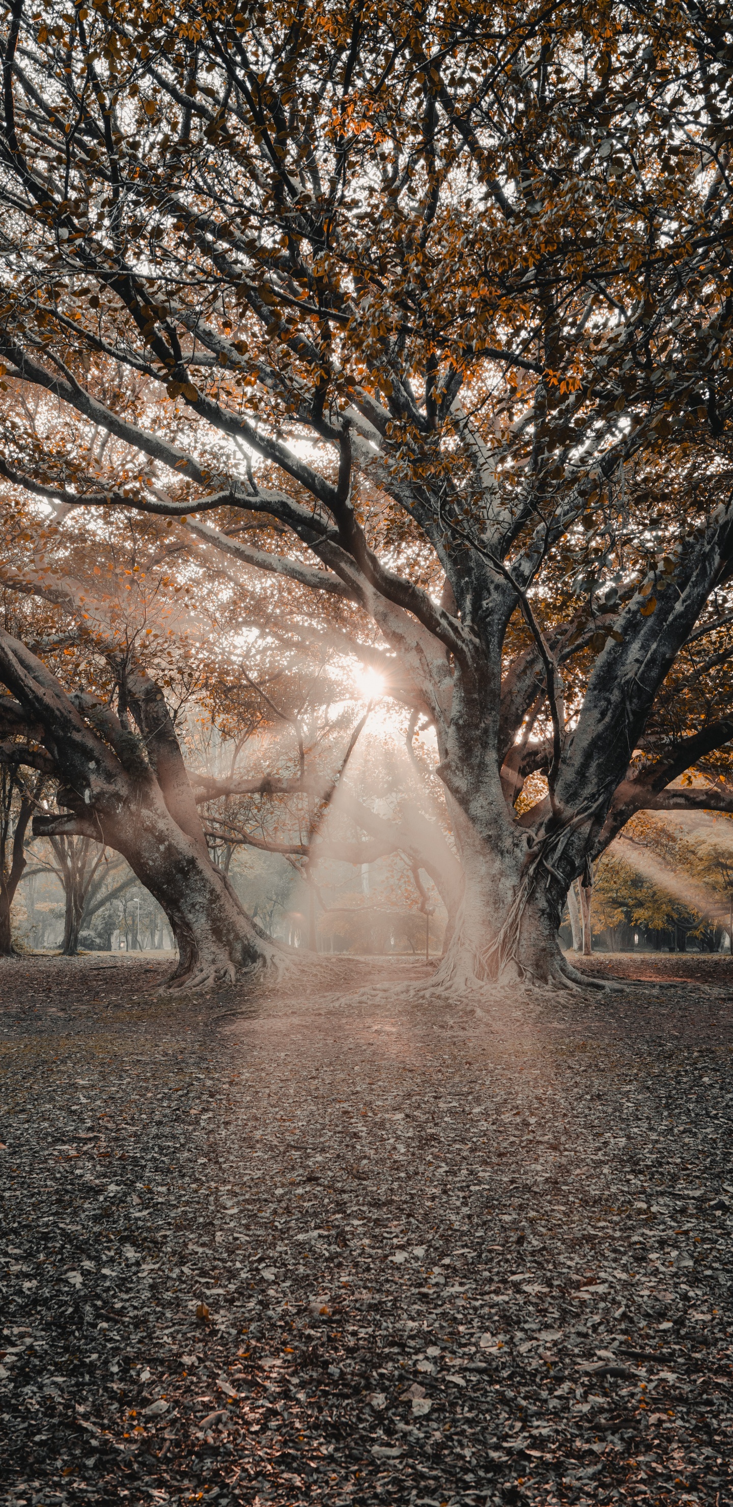 Обои ветвь, древесные растения, зима, сотрудничество, Природа М в разрешении 1440x2960