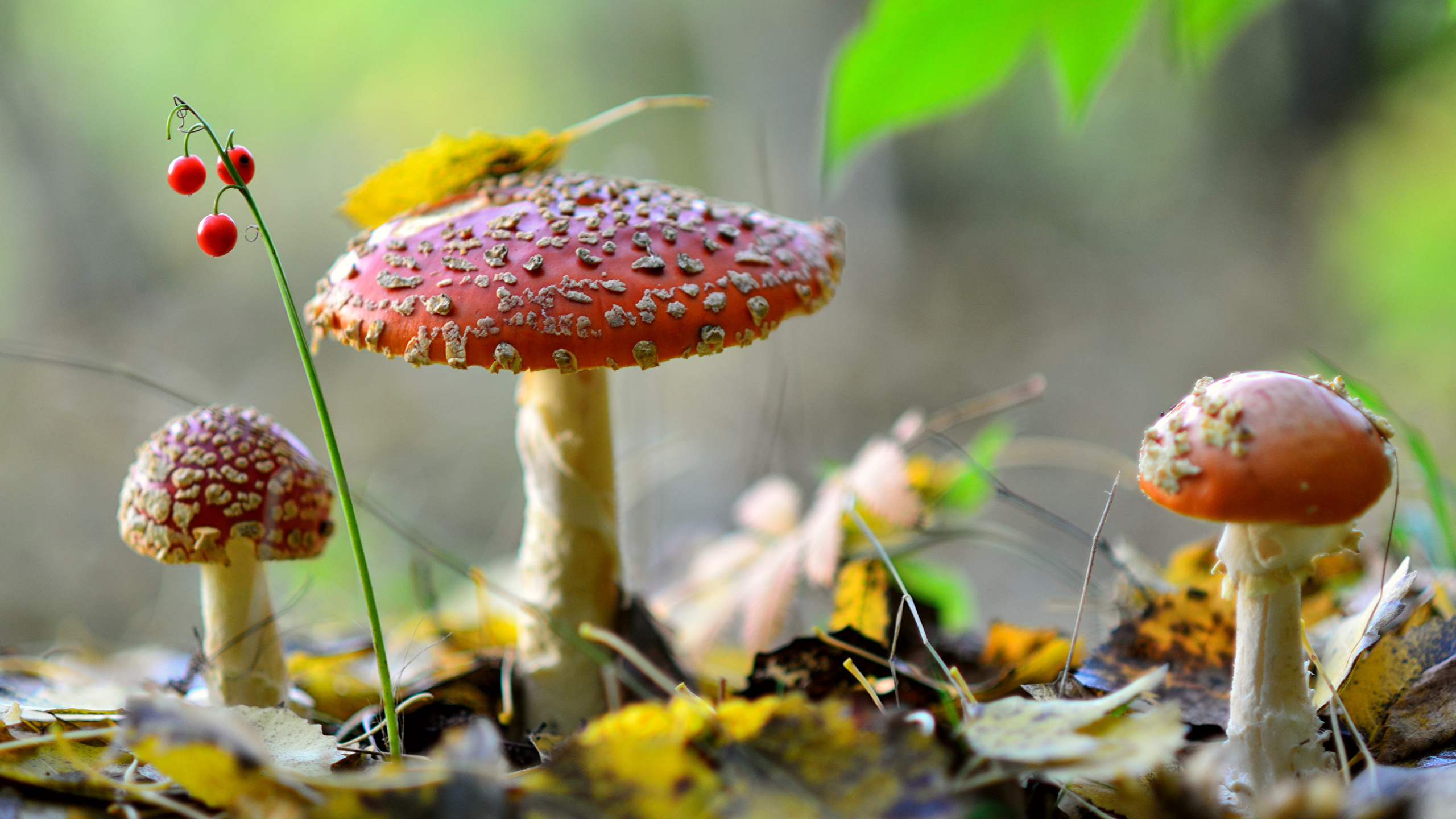 Обои мухомор, гриб, стебель растения, весна, съедобный гриб в разрешении 2560x1440